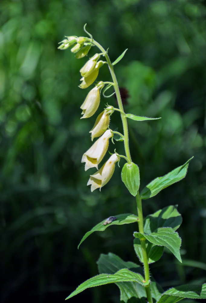 Изображение особи Digitalis grandiflora.