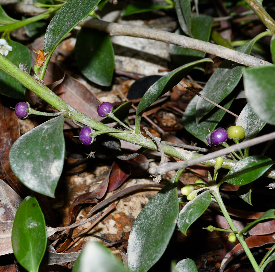 Image of genus Myoporum specimen.