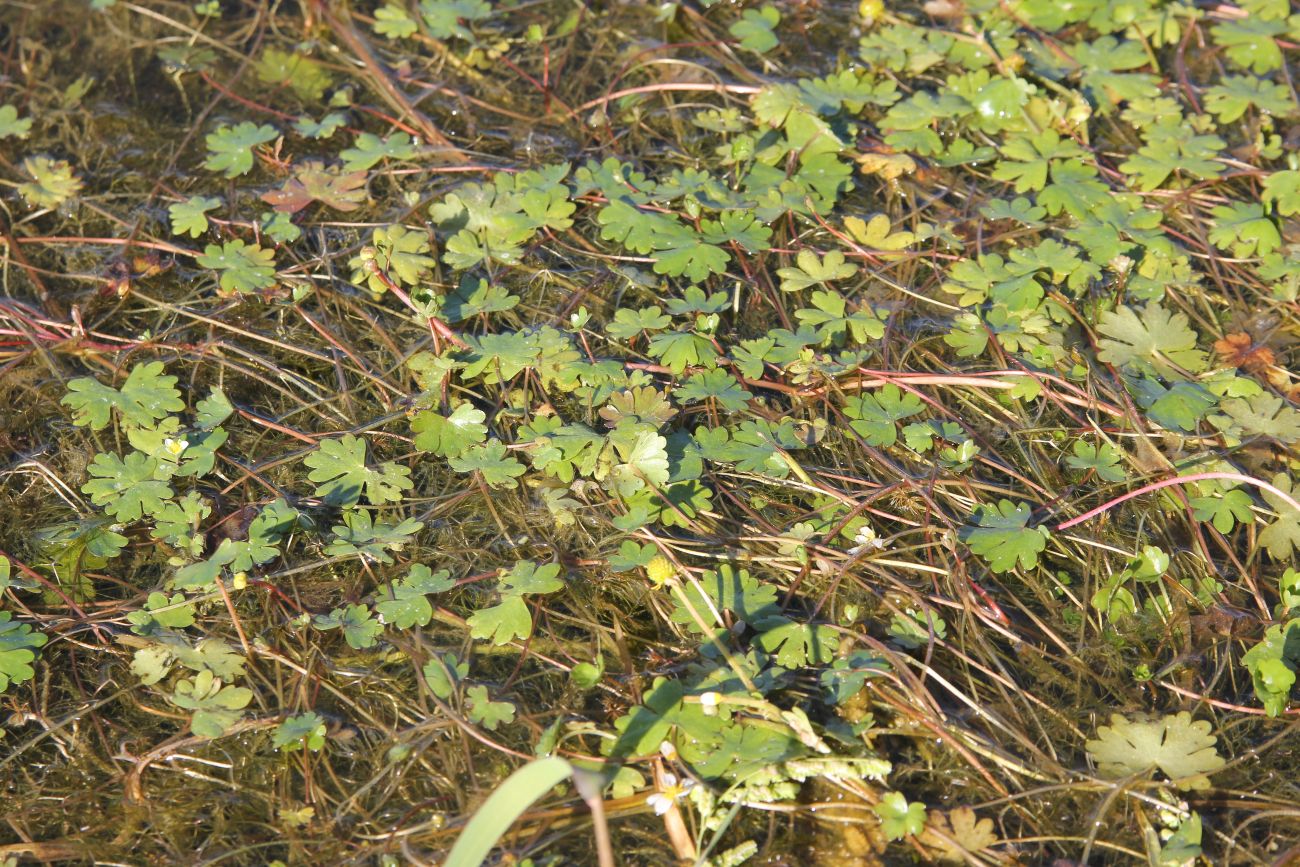 Image of Ranunculus natans specimen.