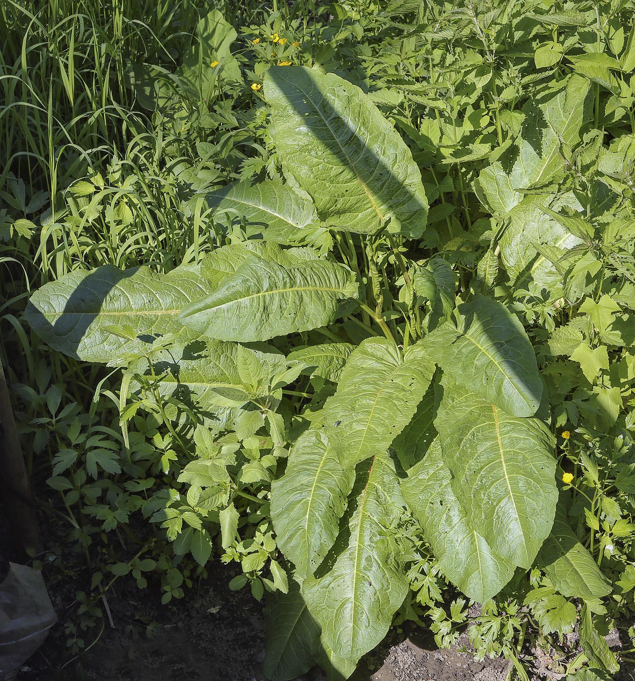 Image of genus Rumex specimen.