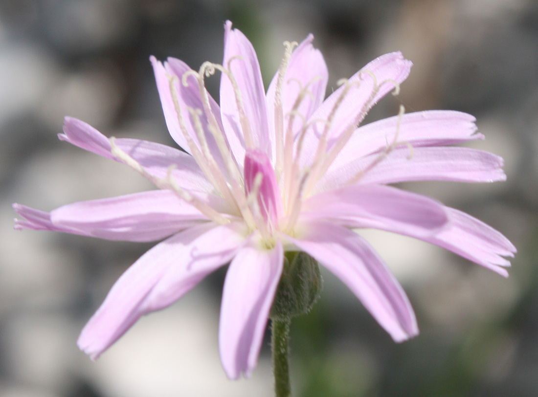 Image of Lagoseris purpurea specimen.