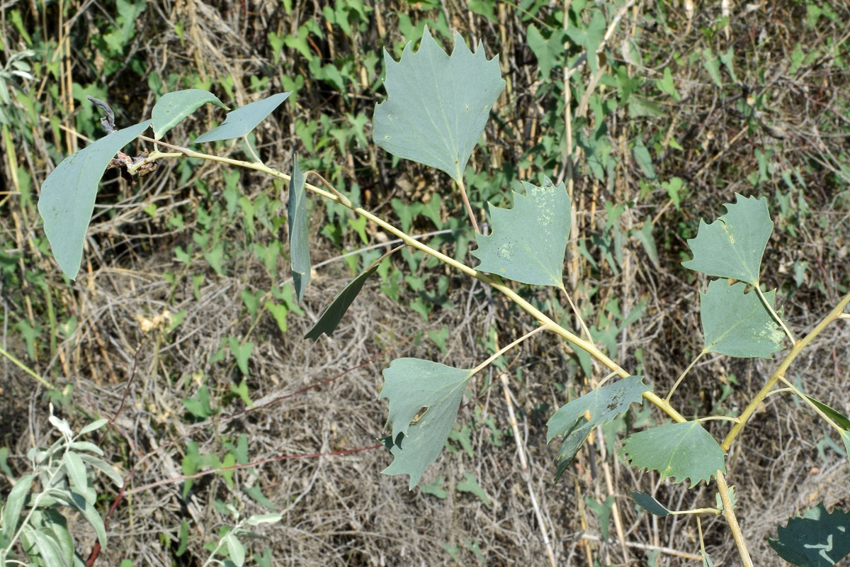 Изображение особи Populus euphratica.