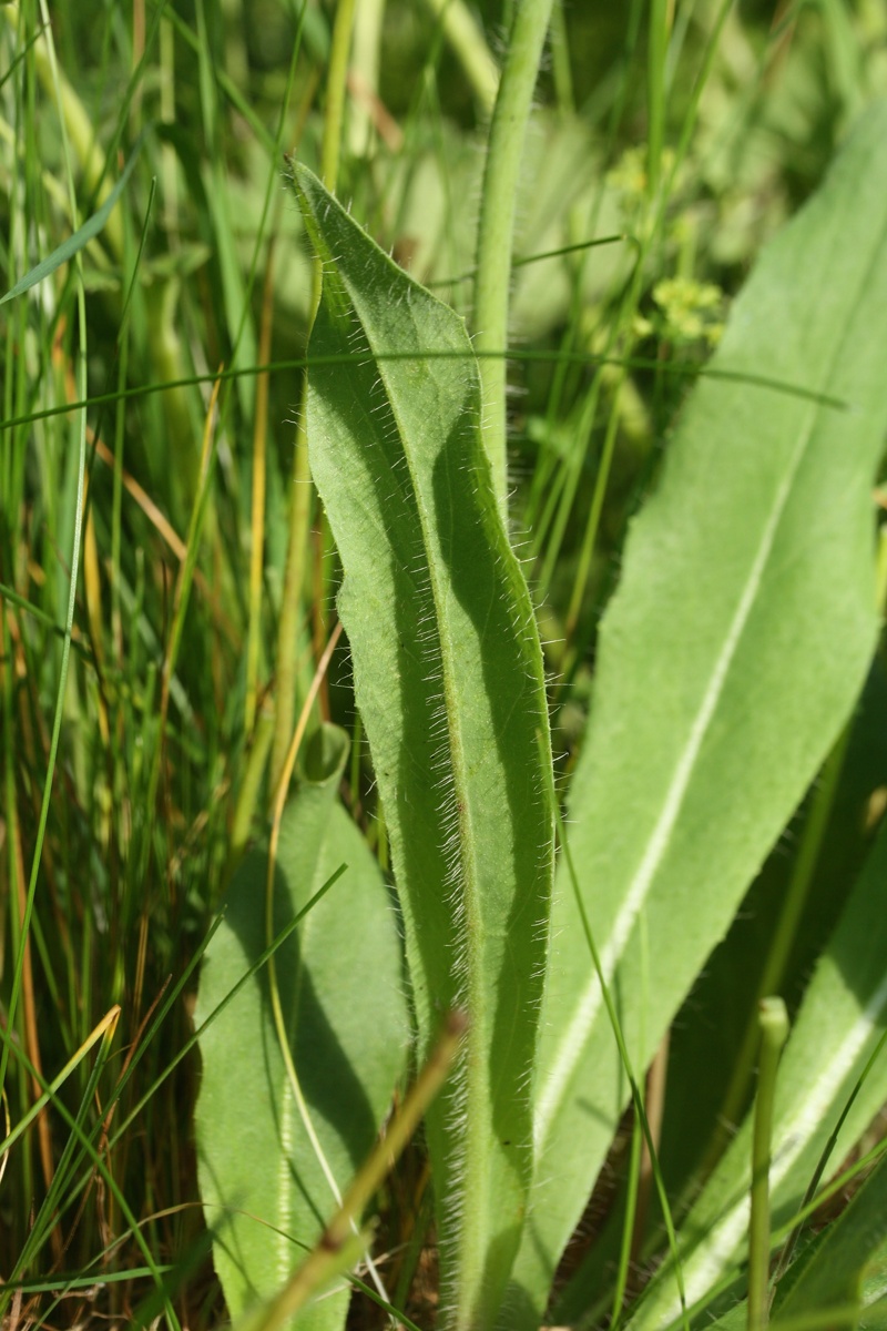 Image of Pilosella praealta specimen.