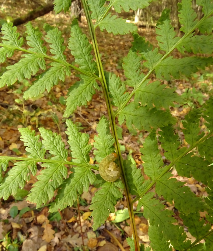 Image of Dryopteris expansa specimen.