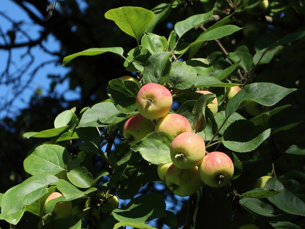 Image of Malus prunifolia specimen.