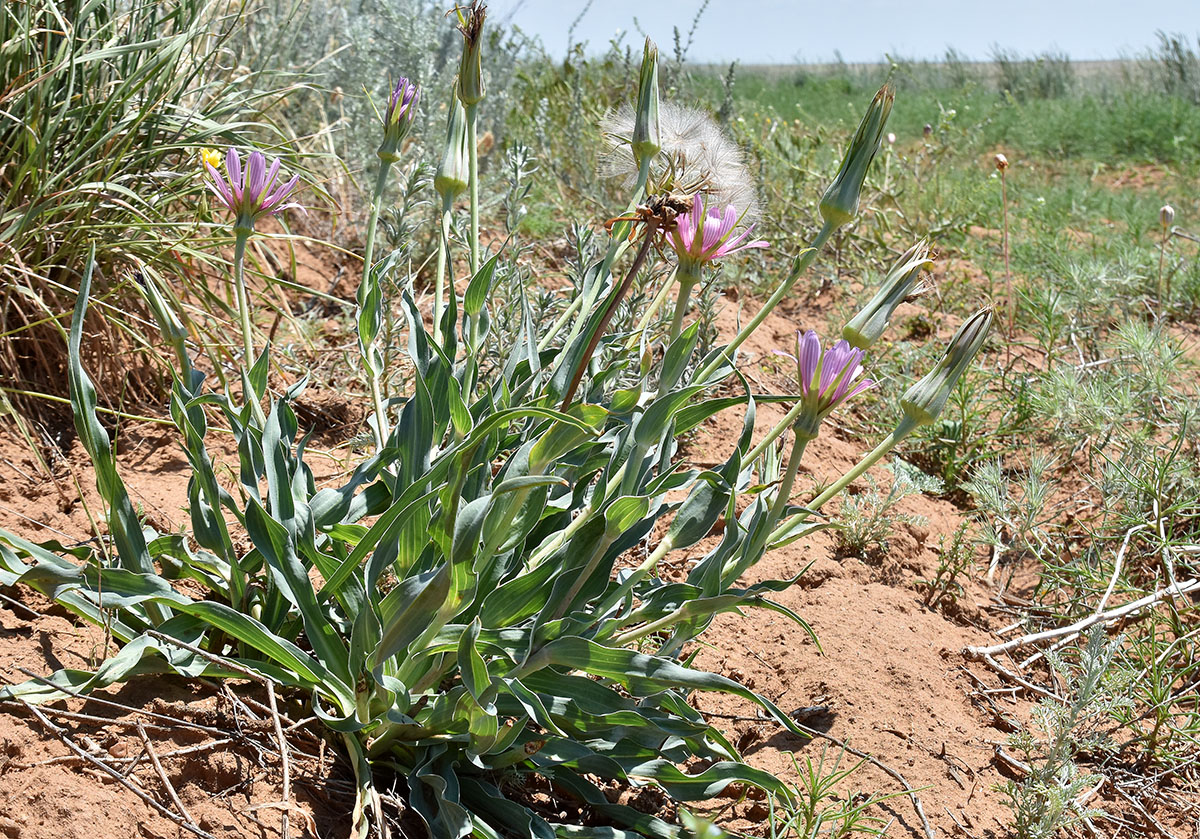 Image of Tragopogon marginifolius specimen.