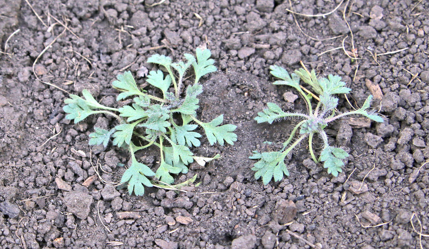 Изображение особи Papaver alboroseum.