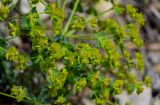 genus Euphorbia. Соцветия. Дагестан, Гунибский р-н, с. Гуниб, Гунибская крепость, ≈ 1500 м н.у.м., каменистый склон. 03.05.2022.