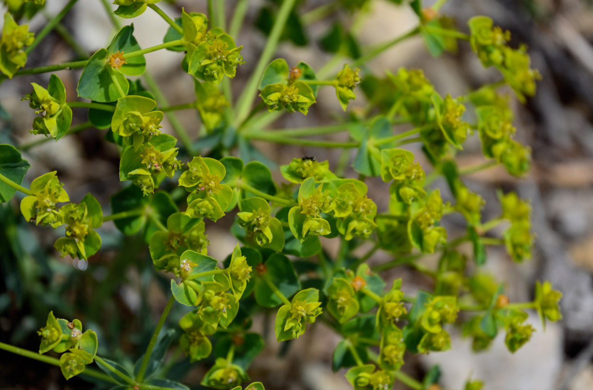 Изображение особи род Euphorbia.