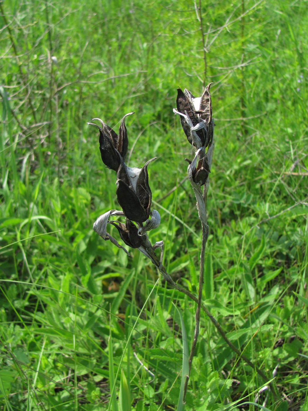 Изображение особи Iris halophila.