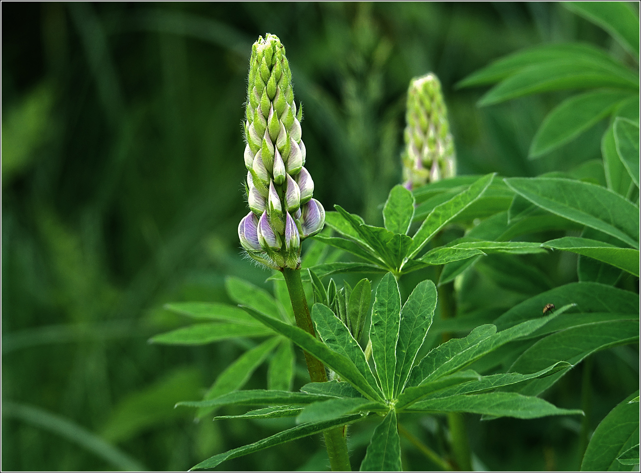 Image of Lupinus polyphyllus specimen.