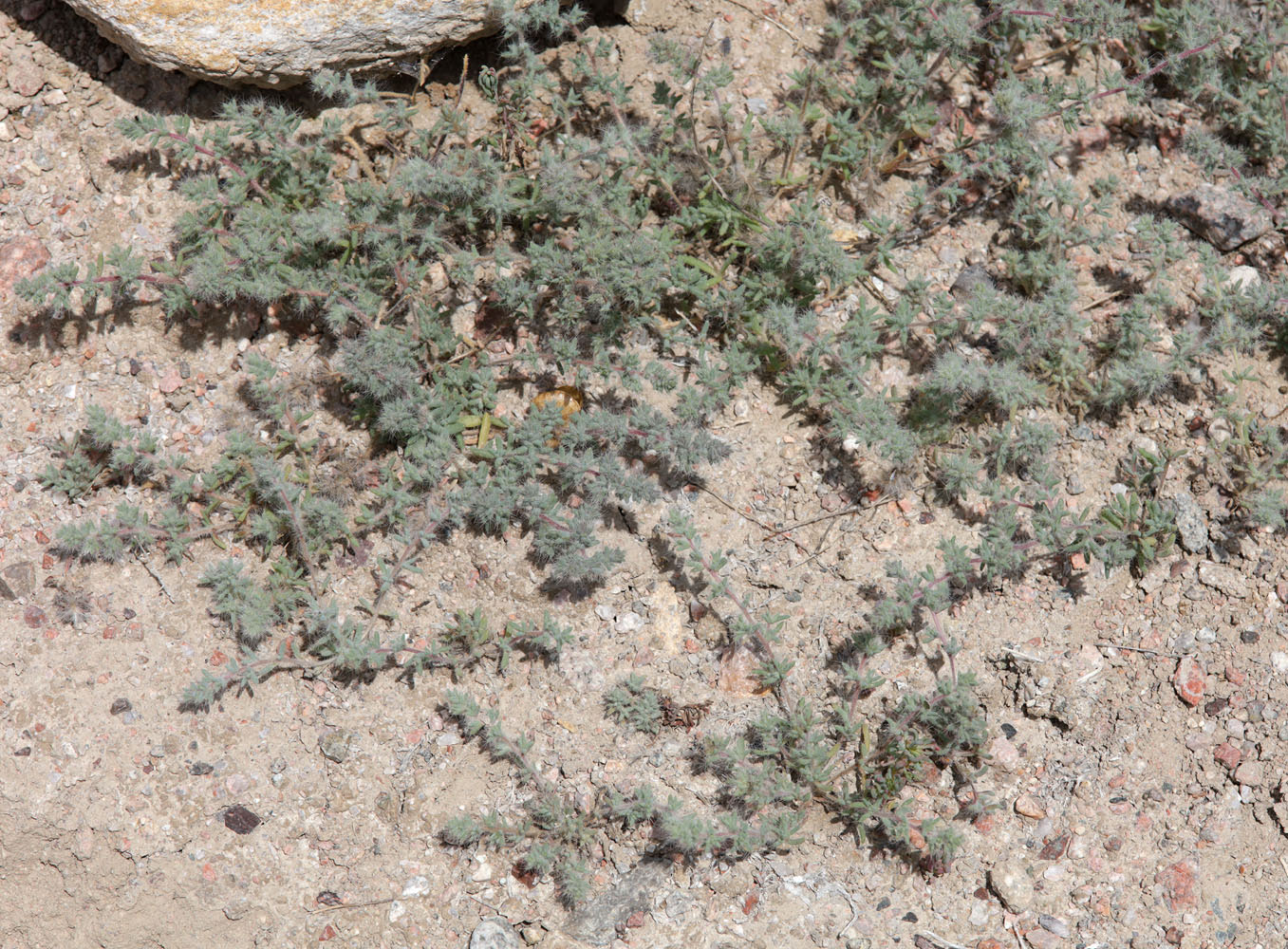 Изображение особи Salsola leptoclada.