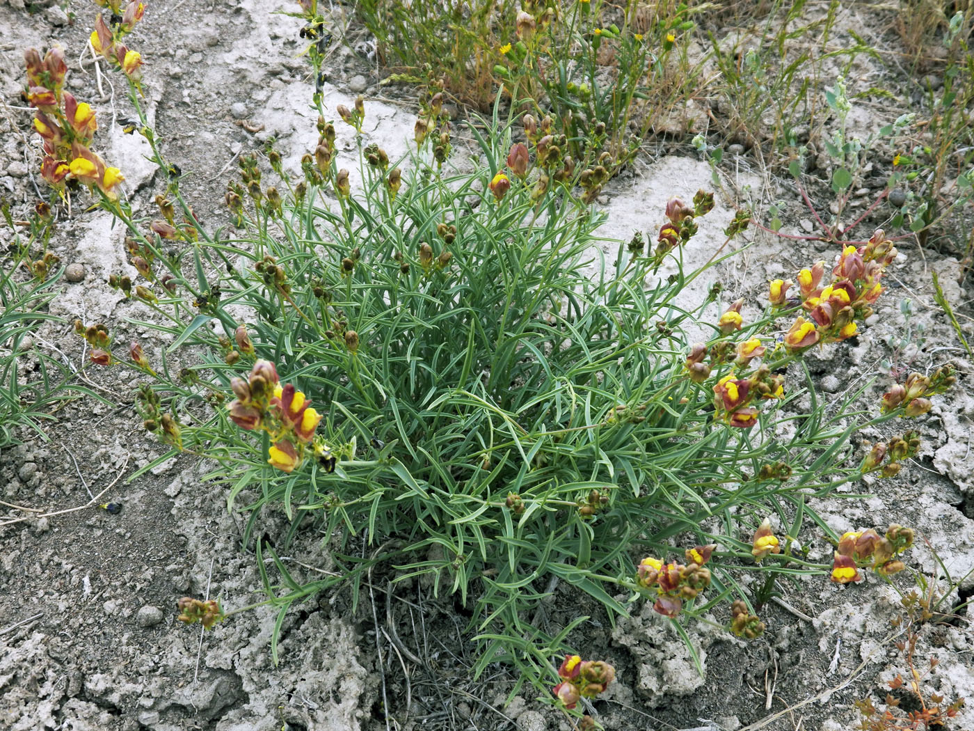 Изображение особи Linaria popovii.