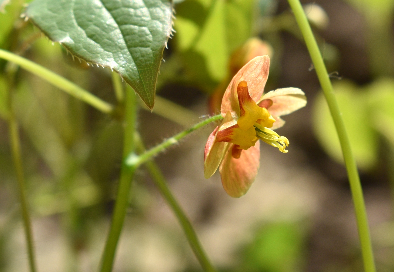 Image of Epimedium &times; warleyense specimen.