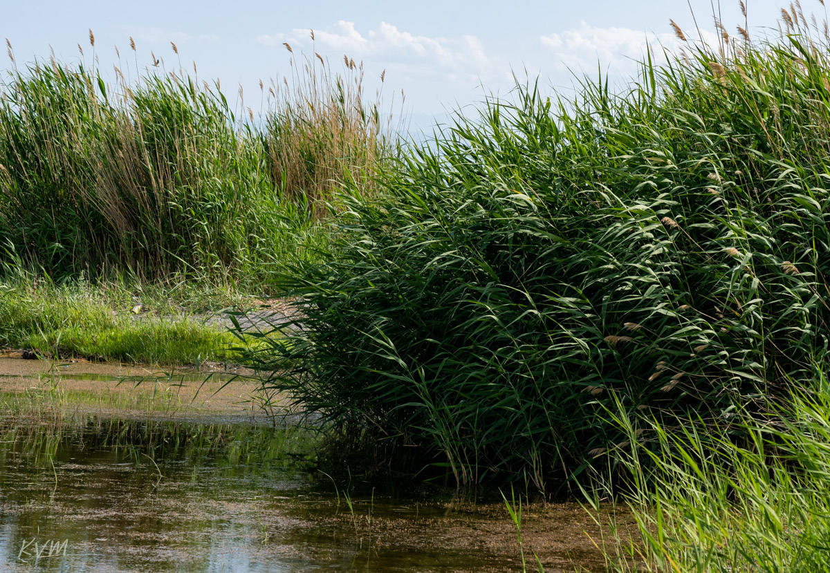 Изображение особи род Phragmites.