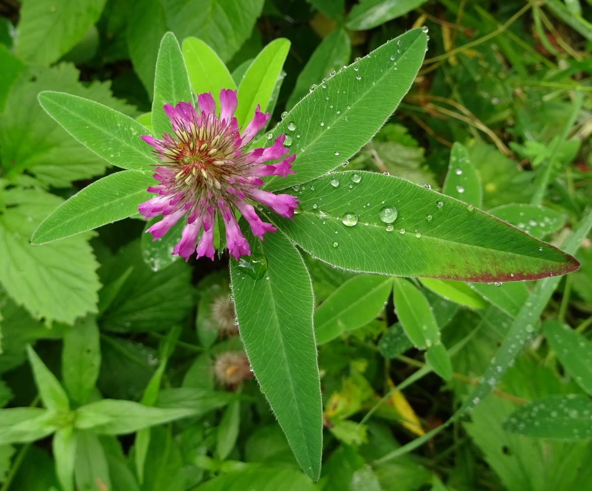 Изображение особи Trifolium medium.