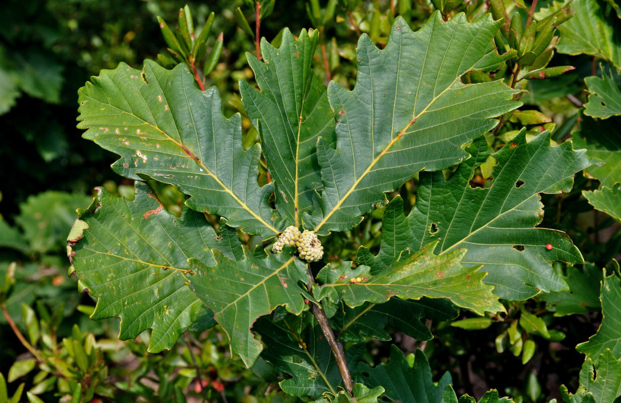 Изображение особи Quercus mongolica.