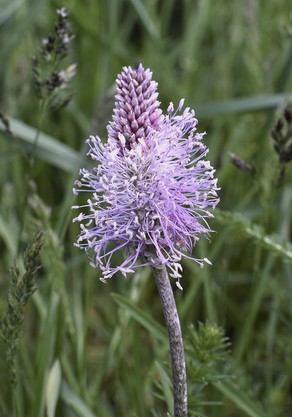 Изображение особи Plantago media.