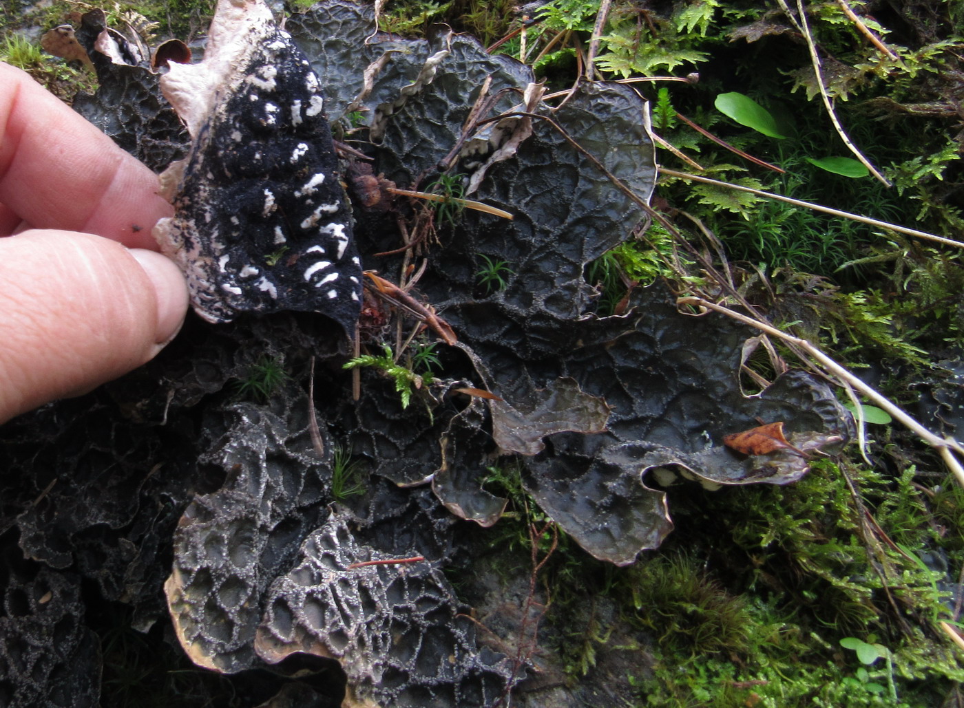 Image of Lobaria retigera specimen.