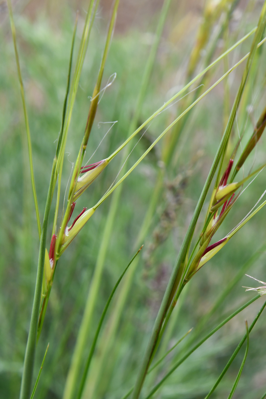 Изображение особи род Stipa.