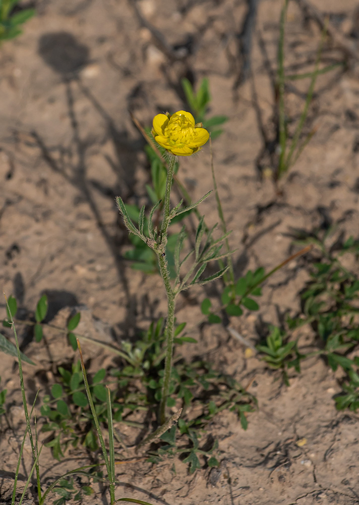 Изображение особи Ranunculus pinnatisectus.