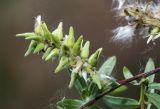 Salix brachypoda