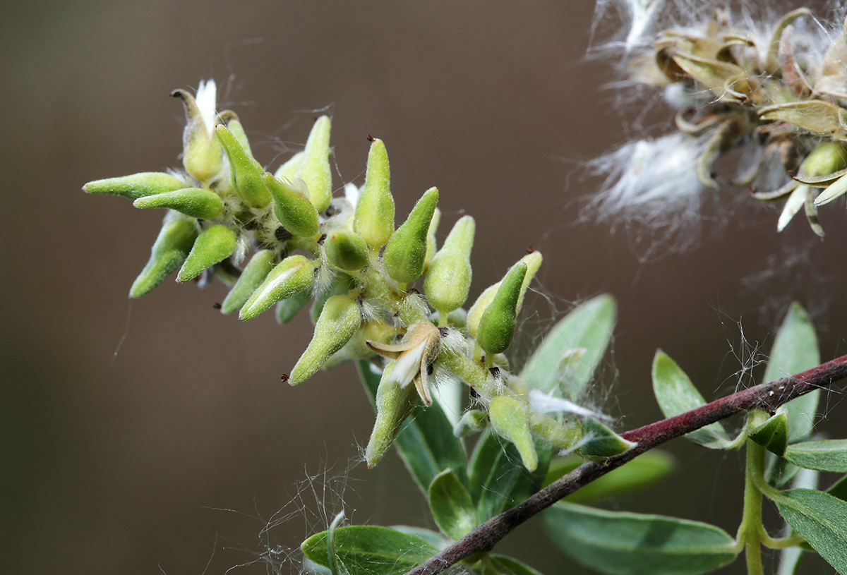 Изображение особи Salix brachypoda.