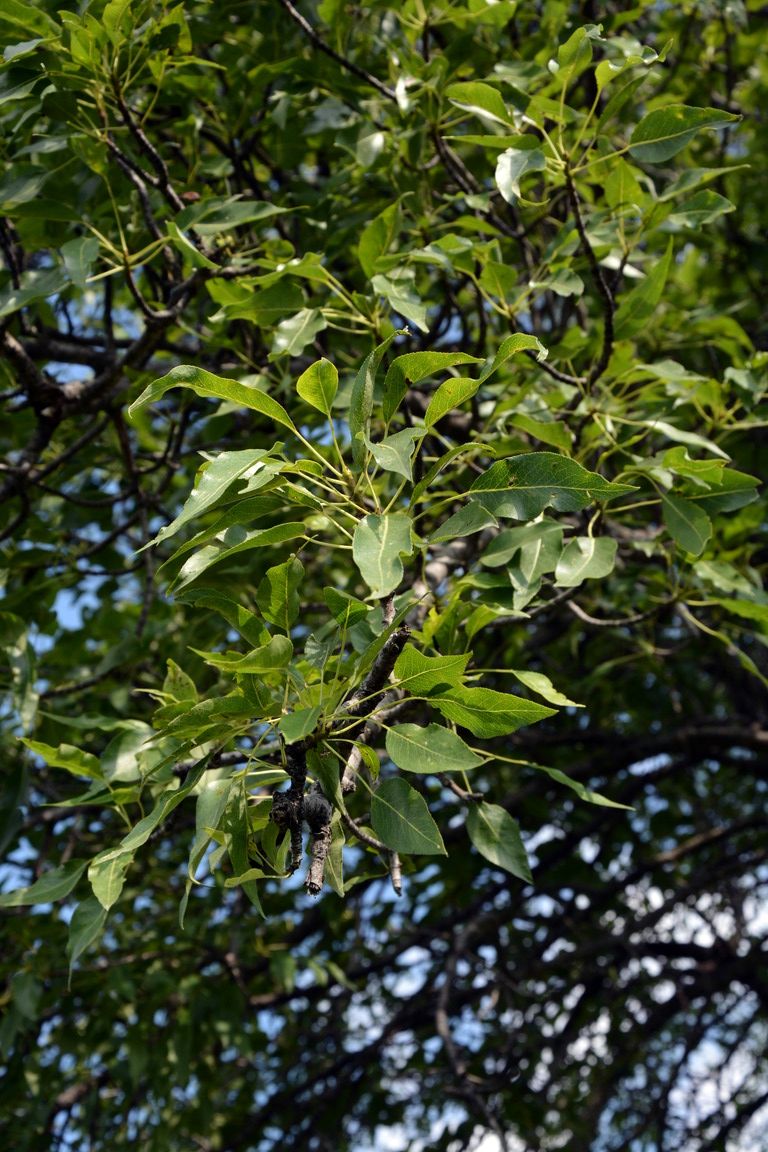 Image of Pyrus korshinskyi specimen.