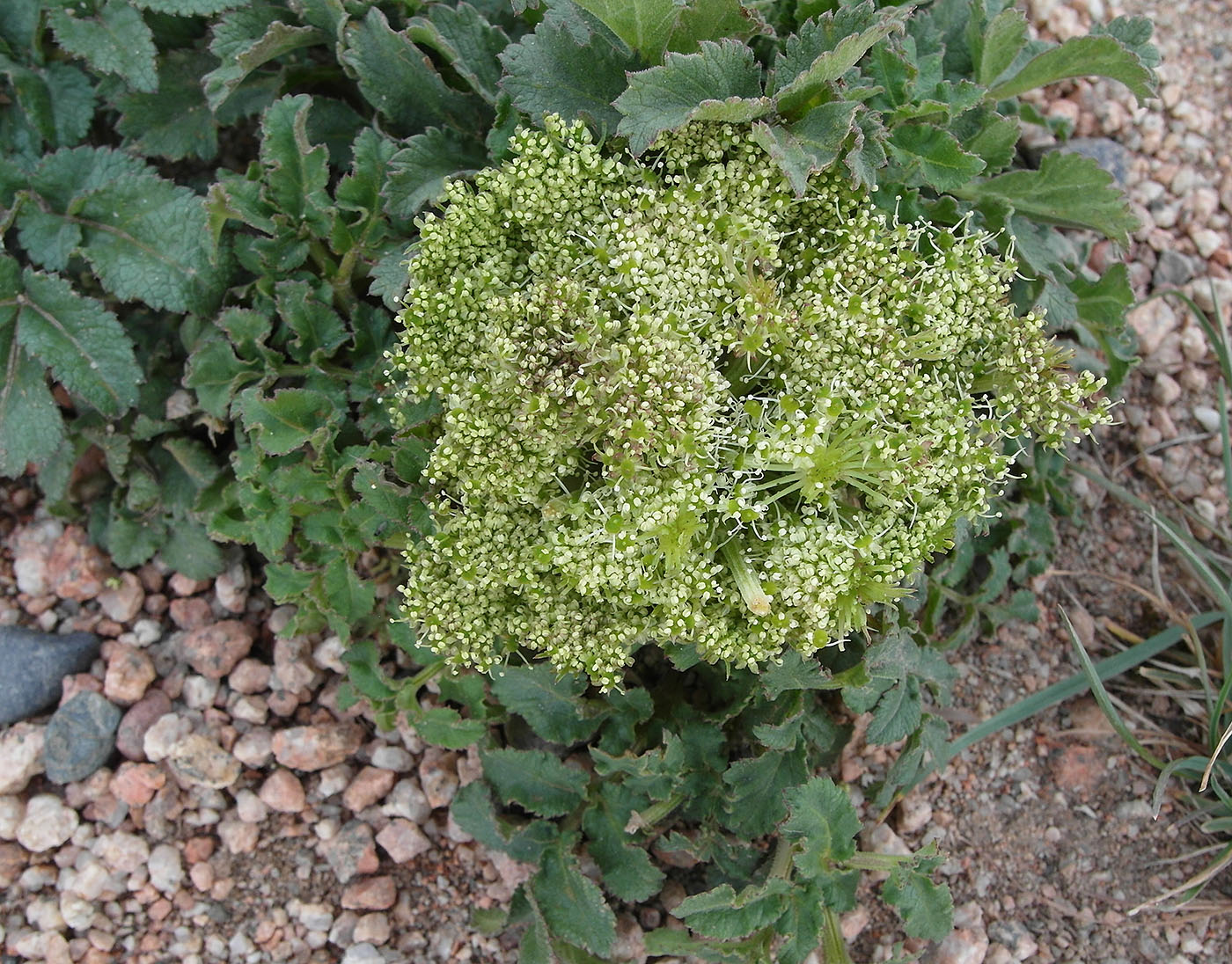 Image of Archangelica brevicaulis specimen.