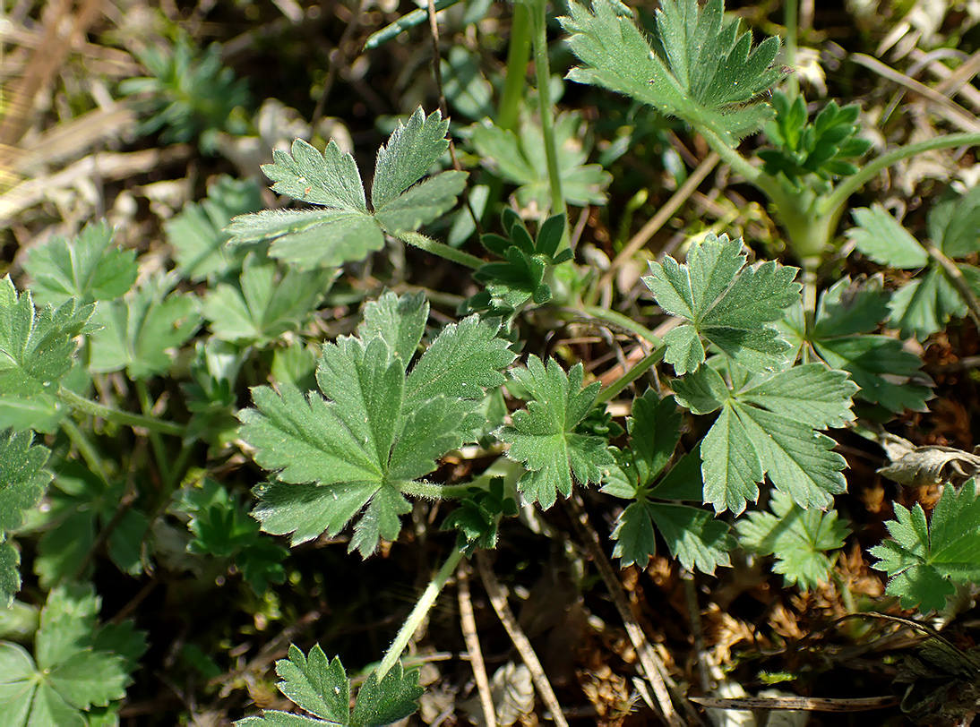 Изображение особи род Potentilla.