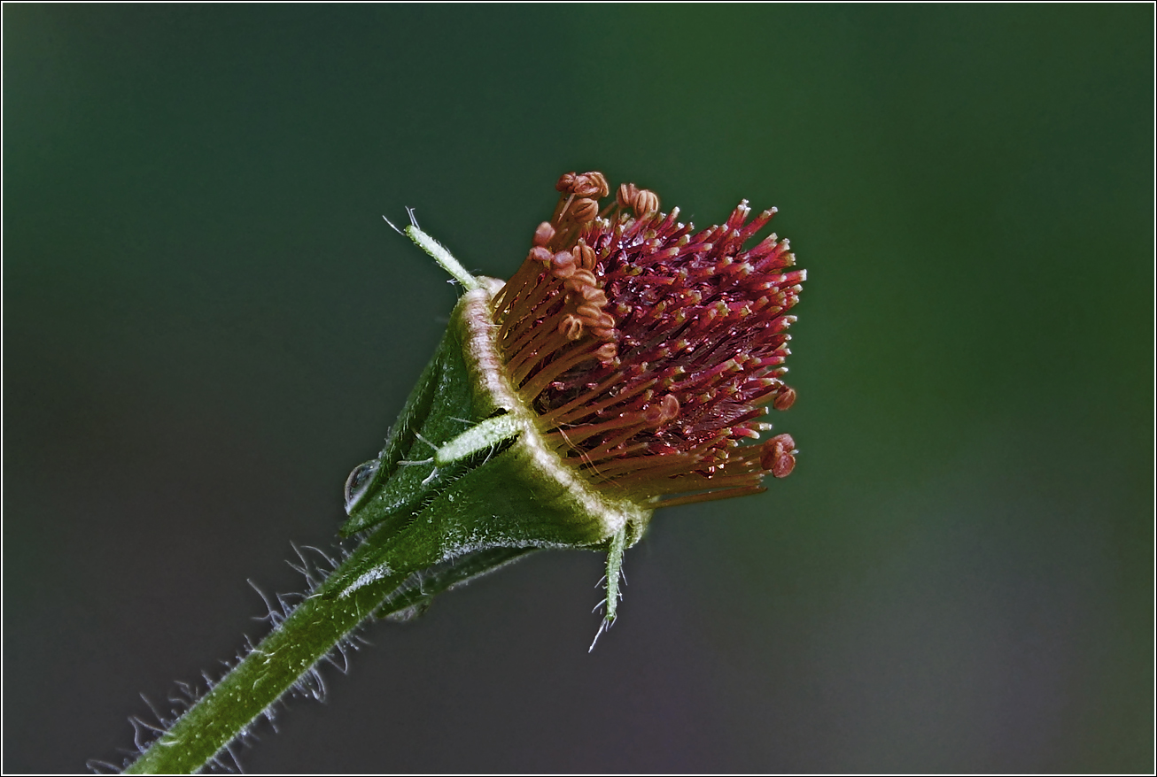 Изображение особи Geum urbanum.