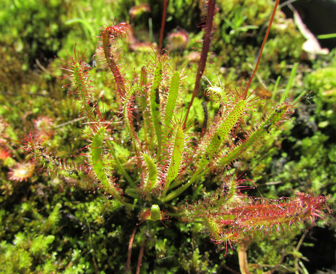 Изображение особи Drosera &times; hybrida.