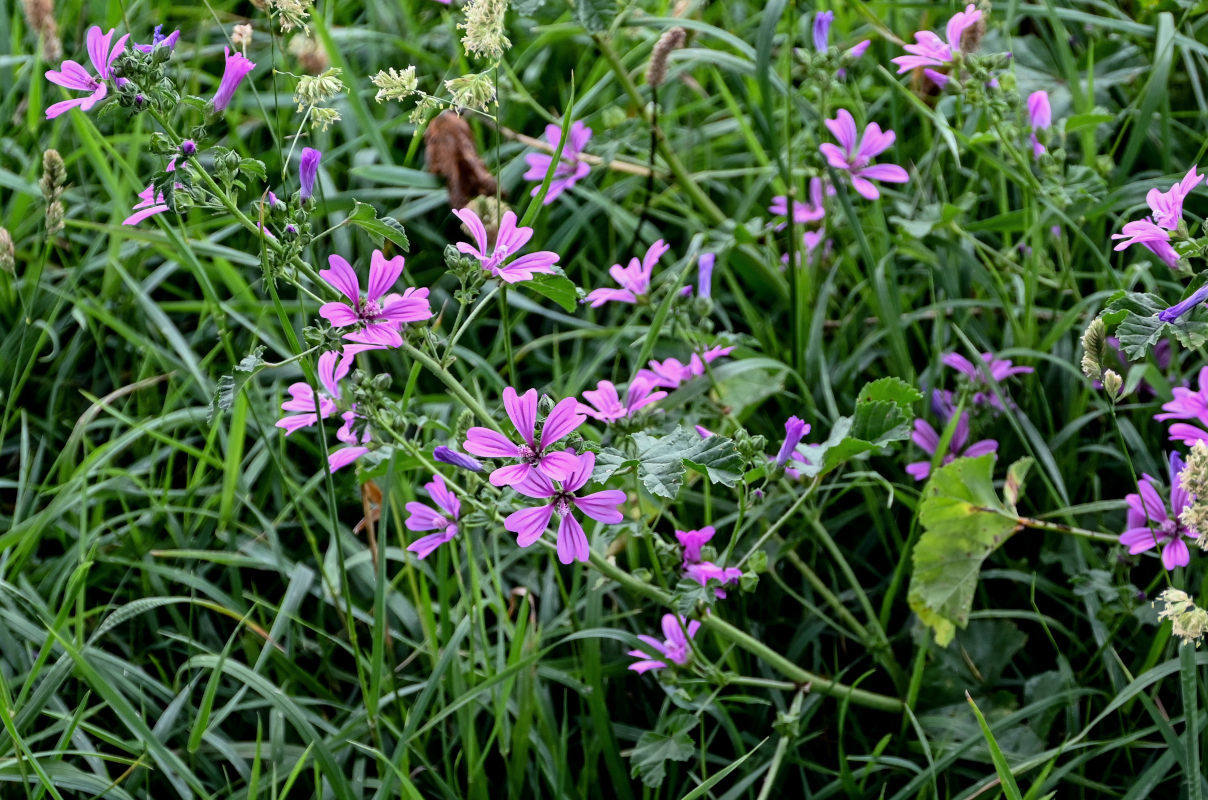 Image of Malva sylvestris specimen.