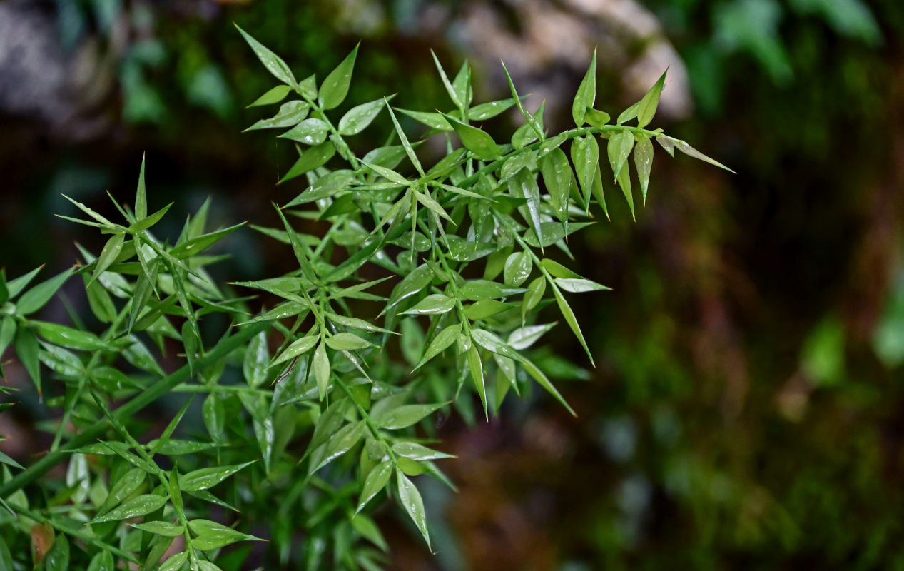 Изображение особи Ruscus aculeatus.