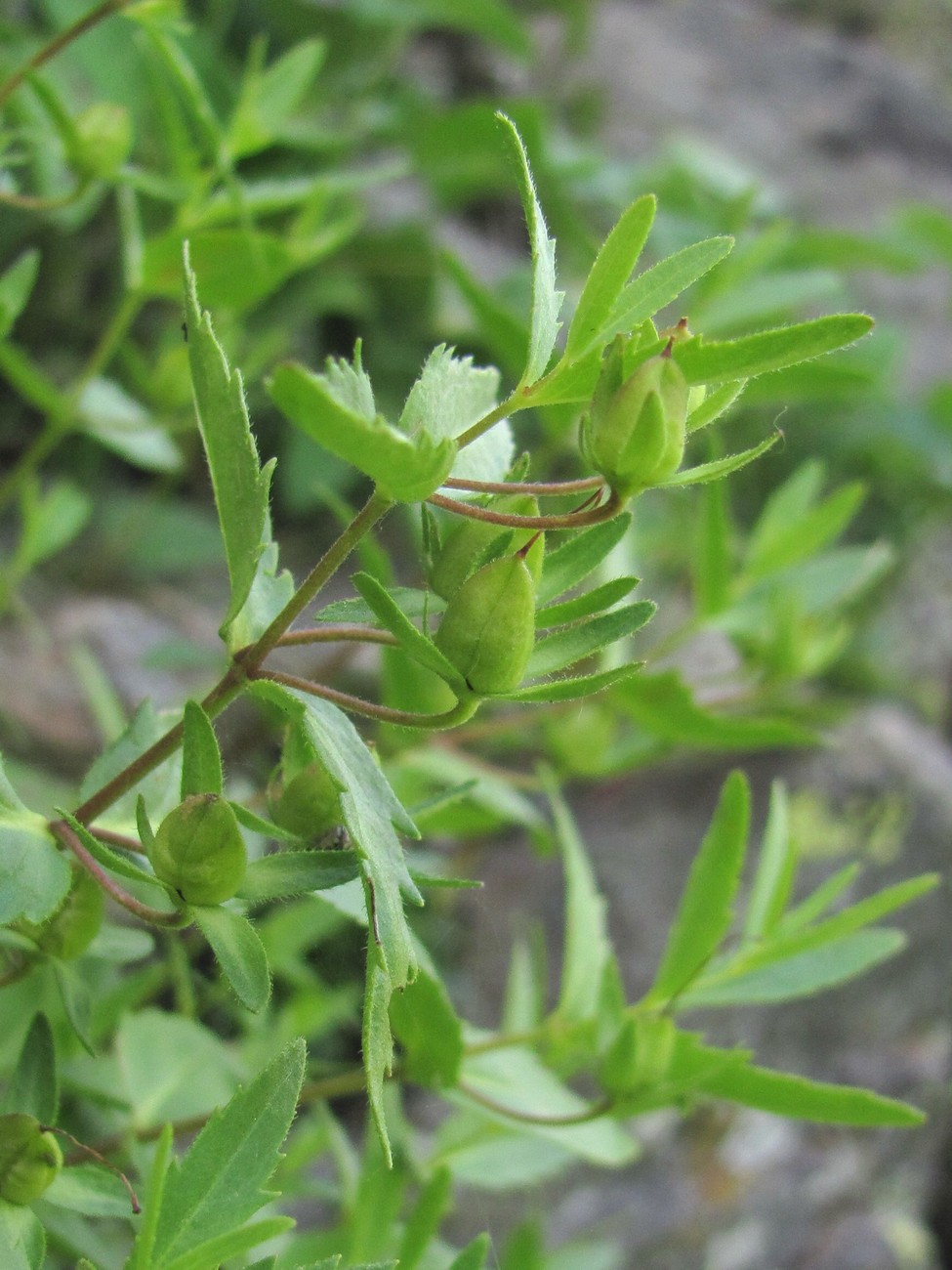 Image of Paederotella pontica specimen.