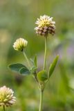 Trifolium rytidosemium. Верхушка растения с соцветиями. Карачаево-Черкесия, Урупский р-н, верховья притока р. Ацгара, влажный субальпийский луг. 08.08.2024.