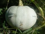 Cucurbita pepo