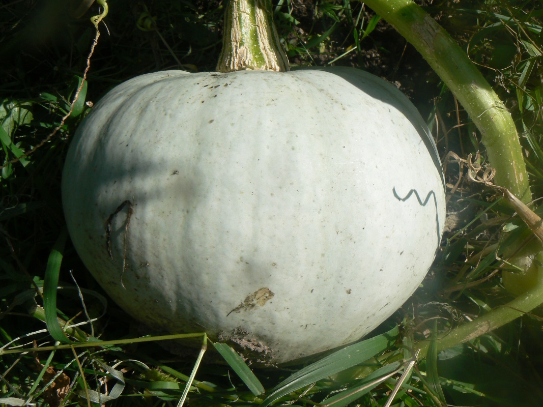 Image of Cucurbita pepo specimen.