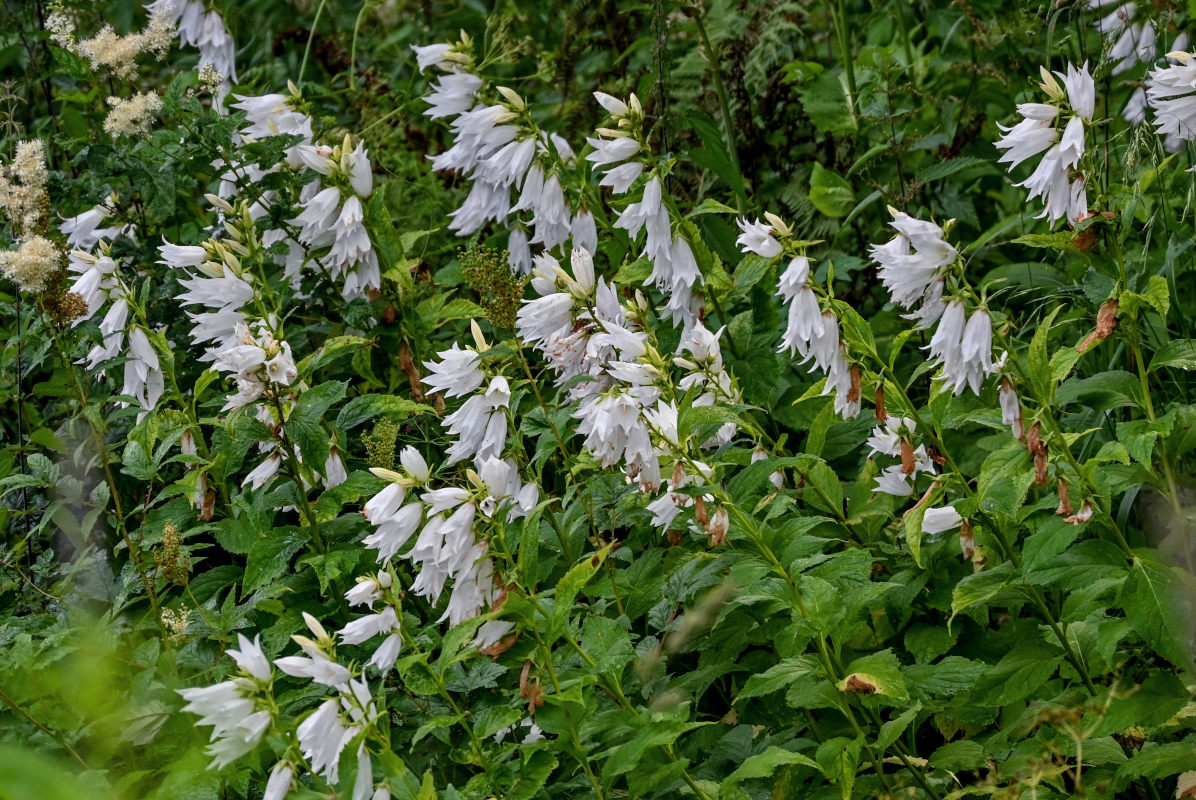 Image of Campanula latifolia specimen.