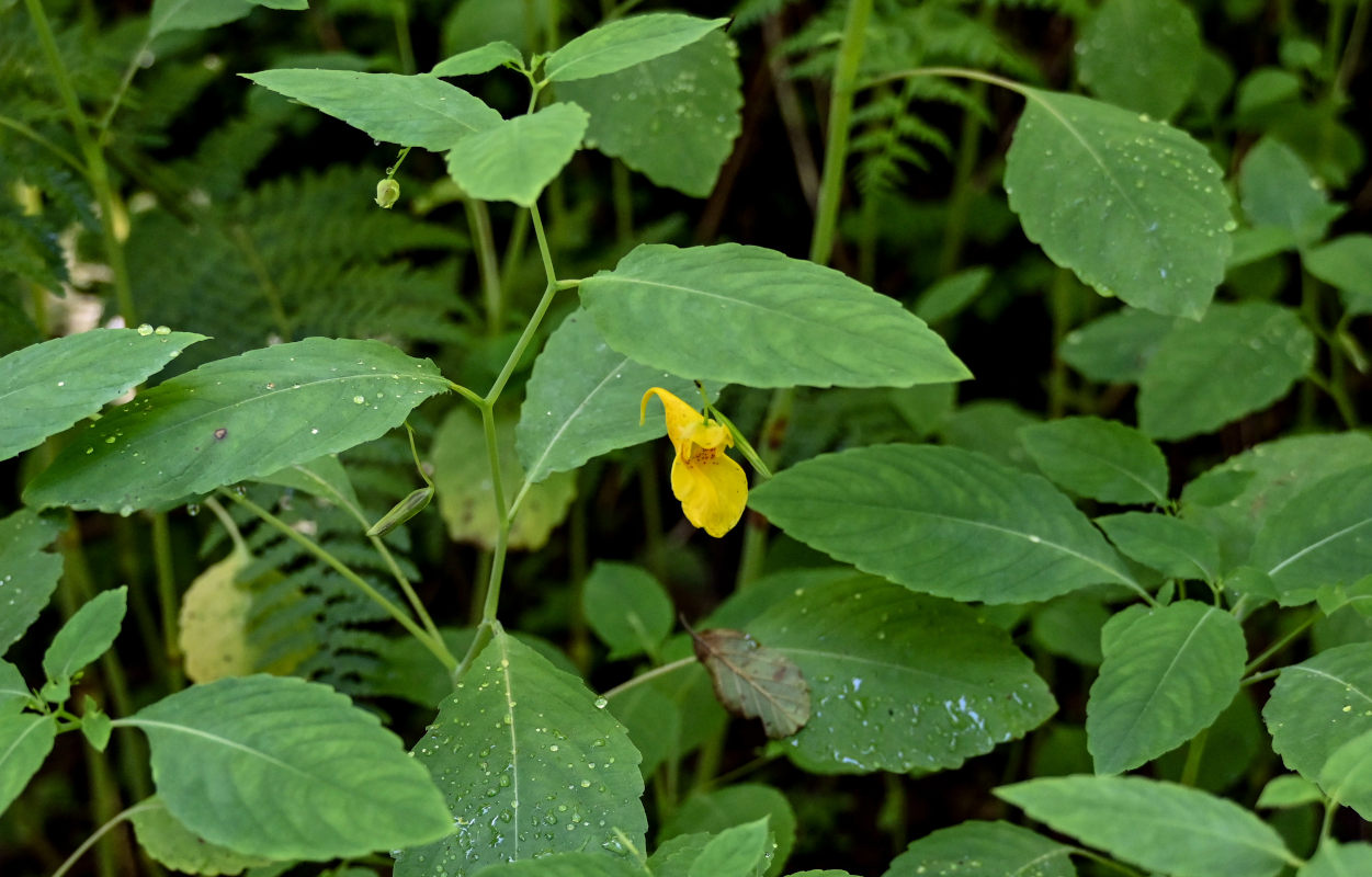 Image of Impatiens noli-tangere specimen.