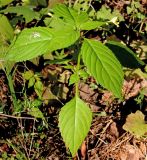 Impatiens parviflora