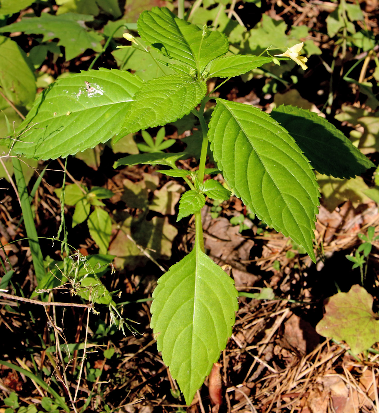 Image of Impatiens parviflora specimen.