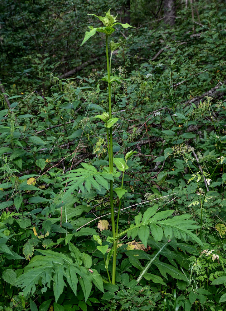 Image of Cirsium oleraceum specimen.