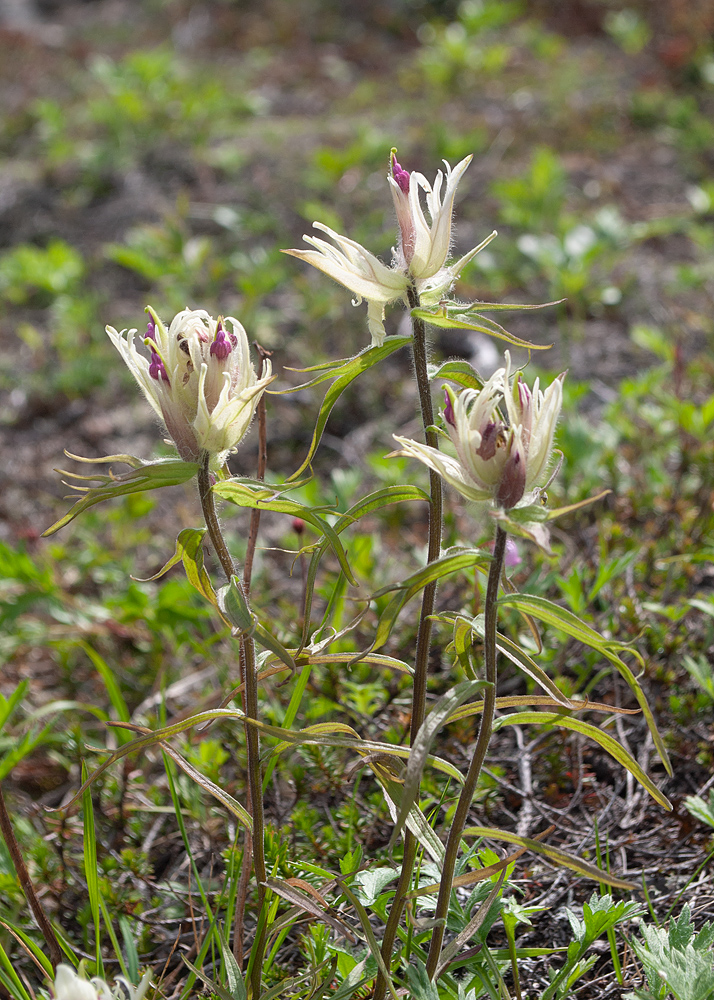 Image of Castilleja pavlovii specimen.