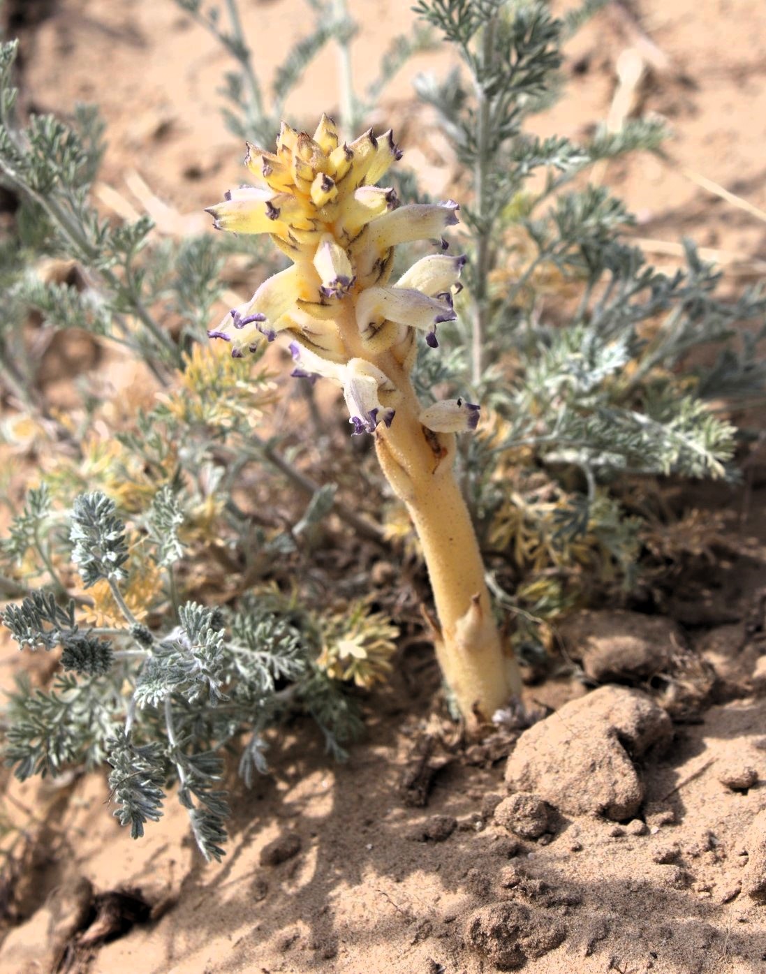 Image of Orobanche cumana specimen.