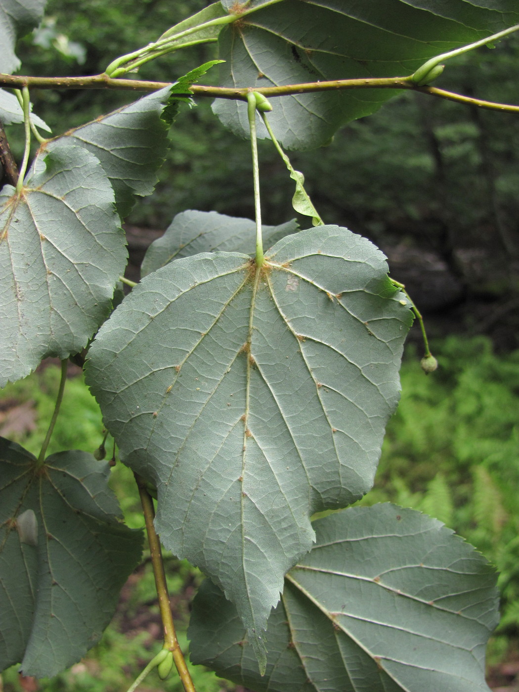 Изображение особи Tilia cordata.