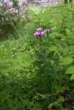 Linum hypericifolium