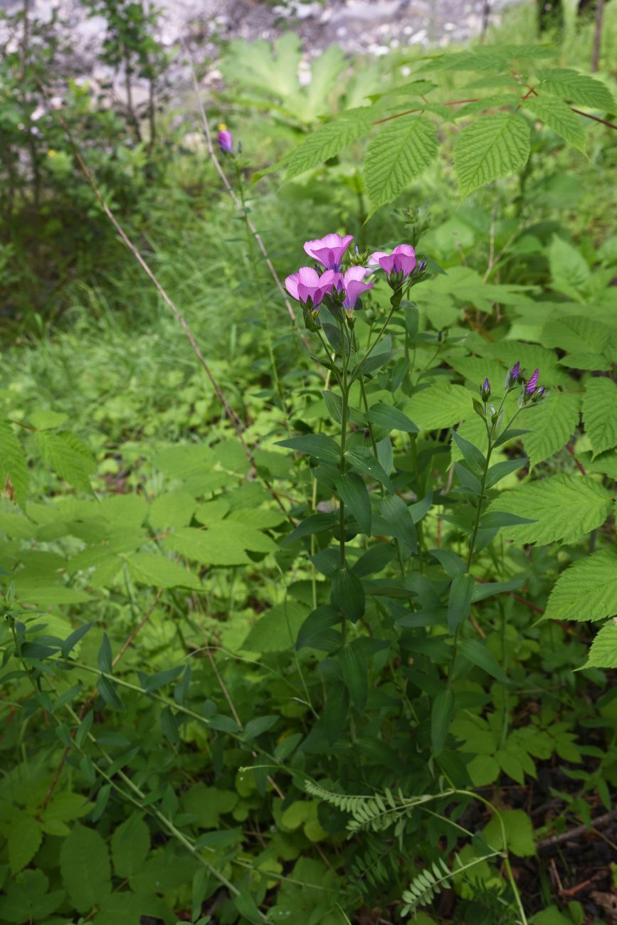 Изображение особи Linum hypericifolium.