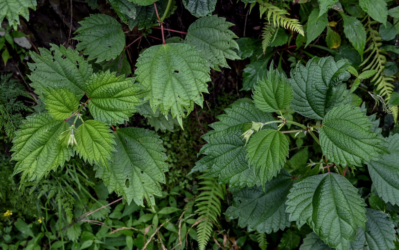 Изображение особи Boehmeria japonica.