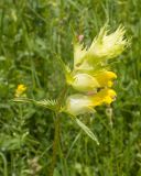 Rhinanthus subulatus. Верхушка побега с соцветием. Карачаево-Черкесия, Зеленчукский р-н, окр. станицы Исправная, СЗ склон горы Джисса, ≈ 1000 м н.у.м., разнотравно-злаковый луг. 15.06.2024.